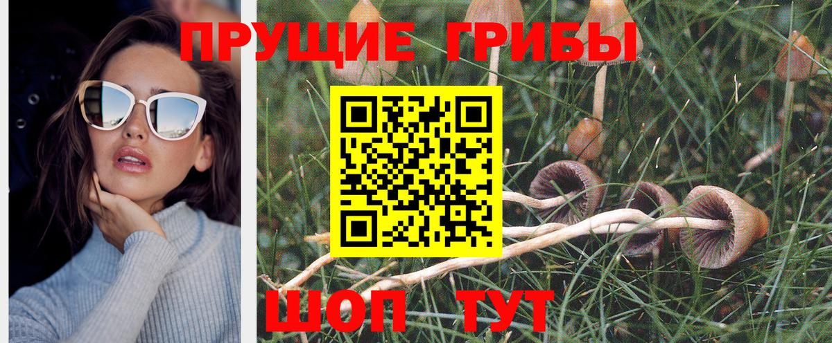 Галлюциногенные грибы Psilocybine cubensis  Вход с VPN  Усть-Джегута 